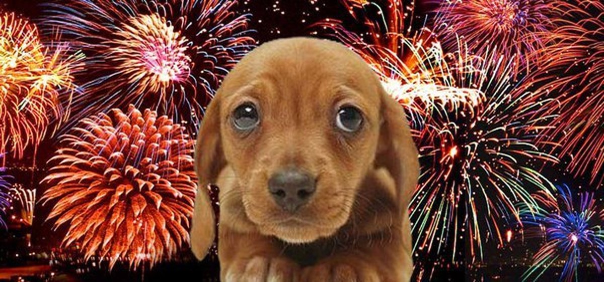 Der Hund hat Angst vor Feuerwerk