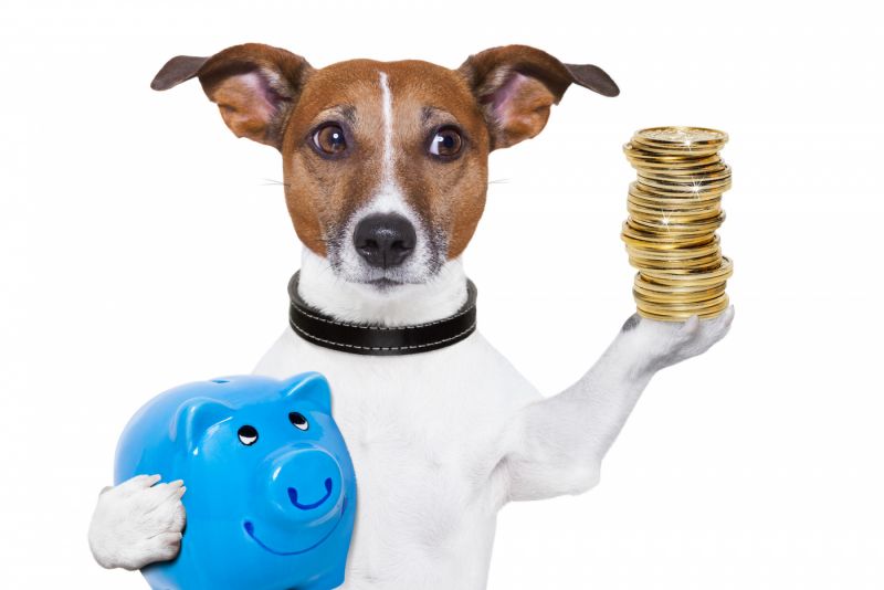 Wie kann man Geld sparen, wenn man einen Hund hält?