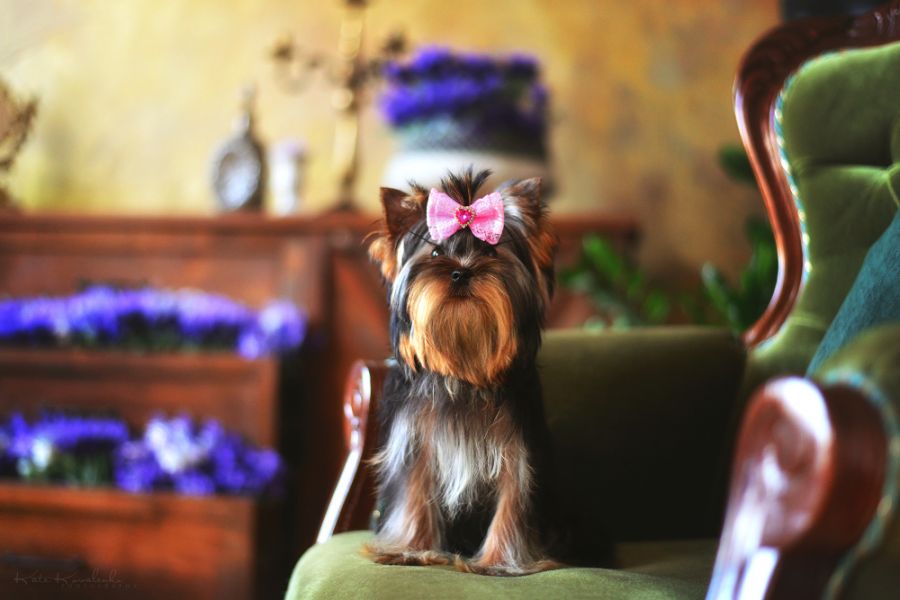 Yorkshire Terrier