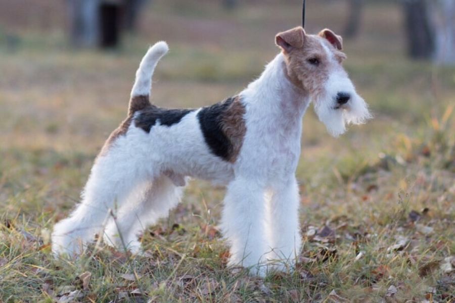 Wire Fox Terrier