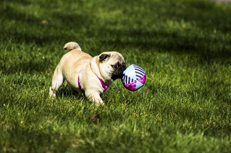 pug play