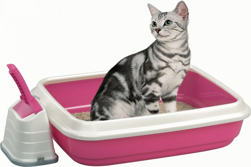 cat toilet