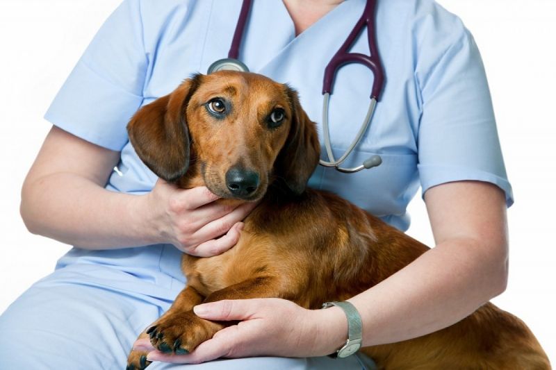 dog with a doctor