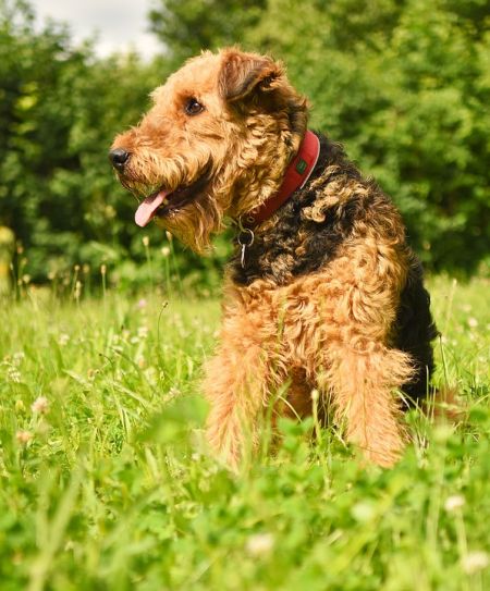 Airedale Terrier