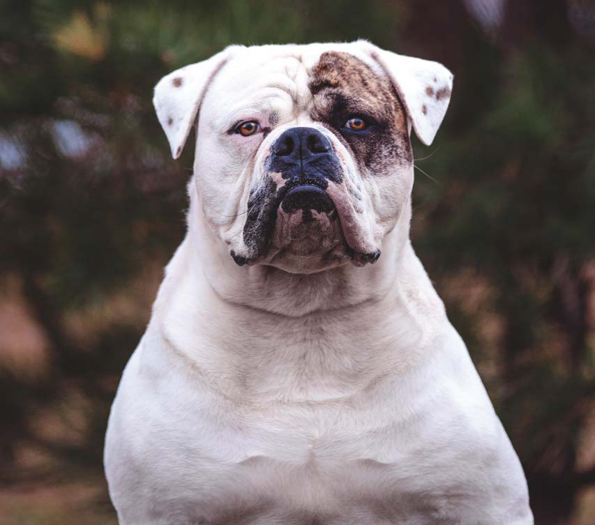 American bulldog