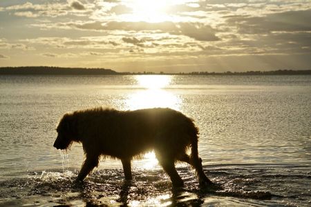 Irish Wolfhound