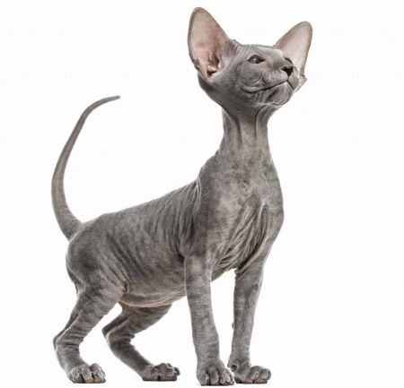 Peterbald