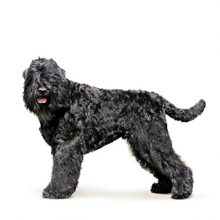 Russian terrier