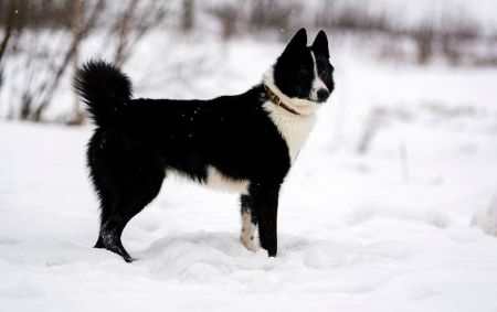 Russian-European husky