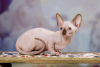 Foto №2 zu Ankündigung № 25088 zu verkaufen sphynx cat - einkaufen Deutschland vom kindergarten