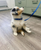 Foto №1. australian shepherd - zum Verkauf in der Stadt Seden | 250€ | Ankündigung № 121333