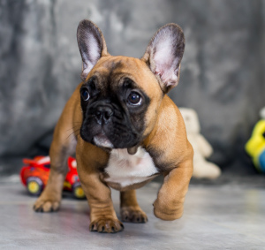 Foto №2 zu Ankündigung № 3882 zu verkaufen französische bulldogge - einkaufen Ukraine vom kindergarten