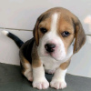 Foto №1. beagle - zum Verkauf in der Stadt Helsinki | 450€ | Ankündigung № 123825