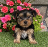 Foto №3. Wunderschöne geimpfte Yorkshire-Terrier-Welpen sind jetzt für ein liebevolles. USA