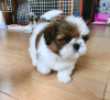 Foto №2 zu Ankündigung № 75810 zu verkaufen shih tzu - einkaufen Litauen quotient 	ankündigung, züchter