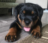 Foto №1. rottweiler - zum Verkauf in der Stadt Братислава | verhandelt | Ankündigung № 56897