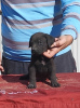 Foto №2 zu Ankündigung № 120717 zu verkaufen cane corso italiano - einkaufen Serbien 