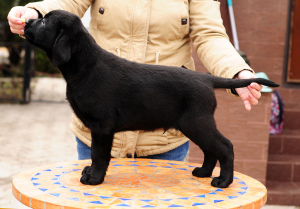 Zusätzliche Fotos: Labrador Welpen von schwarzer und Rehfarbe.