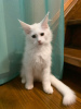 Foto №3. Weiße Katze zu verkaufen. Russische Föderation