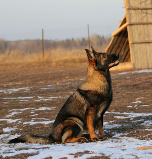 Foto №2 zu Ankündigung № 6349 zu verkaufen deutscher schäferhund - einkaufen Russische Föderation vom kindergarten, züchter