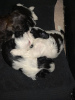 Foto №2 zu Ankündigung № 98545 zu verkaufen shih tzu - einkaufen USA 