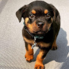 Foto №1. rottweiler - zum Verkauf in der Stadt Helsinki | 450€ | Ankündigung № 125682