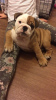 Foto №1. englische bulldogge - zum Verkauf in der Stadt Copenhague | 380€ | Ankündigung № 111572