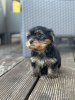 Foto №1. yorkshire terrier - zum Verkauf in der Stadt Belgrad | verhandelt | Ankündigung № 120405