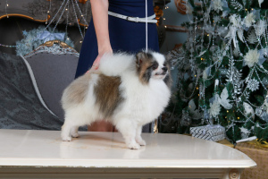 Foto №1. german spitz, pommersche spitz - zum Verkauf in der Stadt Tscheljabinsk | Verhandelt | Ankündigung № 4508