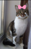 Zusätzliche Fotos: Die bezaubernde graue Katze Tigrusha sucht ein Zuhause und eine liebevolle