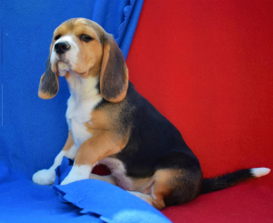Zusätzliche Fotos: Beagle-Welpen werden Ihrer Aufmerksamkeit angeboten. Geburtsdatum ist der 11.