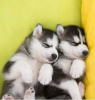 Foto №2 zu Ankündigung № 125672 zu verkaufen siberian husky - einkaufen Finnland quotient 	ankündigung, vom kindergarten, aus dem tierheim, züchter