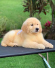 Foto №2 zu Ankündigung № 111566 zu verkaufen golden retriever - einkaufen Tschechische Republik quotient 	ankündigung