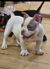 Foto №4. Ich werde verkaufen american bully in der Stadt Belgrad.  - preis - verhandelt