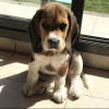 Foto №1. beagle - zum Verkauf in der Stadt Гамбург | 650€ | Ankündigung № 50278