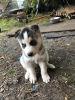 Foto №2 zu Ankündigung № 81670 zu verkaufen siberian husky - einkaufen Deutschland quotient 	ankündigung, vom kindergarten