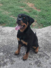 Foto №3. Rottweiler-Welpe. Serbien