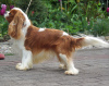 Foto №4. Ich werde verkaufen cavalier king charles spaniel in der Stadt Łochowo. quotient 	ankündigung - preis - 1800€