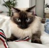 Foto №4. Ich werde verkaufen ragdoll-katze in der Stadt Гамбург. quotient 	ankündigung - preis - 400€