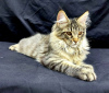 Foto №2 zu Ankündigung № 127682 zu verkaufen maine-coon-katze - einkaufen Belgien quotient 	ankündigung, züchter