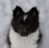 Foto №4. Ich werde verkaufen shetland sheepdog in der Stadt Berlin. quotient 	ankündigung, vom kindergarten, aus dem tierheim - preis - 400€