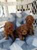 Zusätzliche Fotos: Red miniature poodle puppies