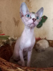 Foto №4. Ich werde verkaufen sphynx cat in der Stadt Weiße Kirche. vom kindergarten - preis - 248€