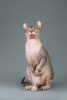 Foto №4. Ich werde verkaufen sphynx cat in der Stadt New York. vom kindergarten, züchter - preis - verhandelt