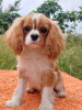 Foto №1. cavalier king charles spaniel - zum Verkauf in der Stadt Berlin | 946€ | Ankündigung № 105945