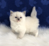 Foto №3. Ragdoll-Kätzchen zur Adoption. Deutschland