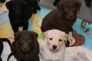 Zusätzliche Fotos: Labrador-Keks Labradors, Schwarzes, Schokoladenwelpen