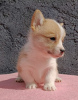 Foto №2 zu Ankündigung № 120005 zu verkaufen welsh corgi - einkaufen Serbien züchter