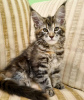 Foto №1. maine-coon-katze - zum Verkauf in der Stadt New York Mills | 331€ | Ankündigung № 104307