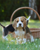 Foto №2 zu Ankündigung № 123788 zu verkaufen beagle - einkaufen Deutschland quotient 	ankündigung